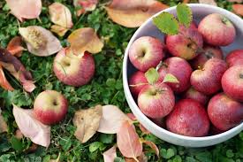 apple picking