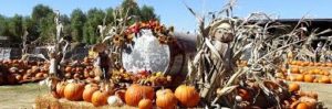 fun pumpkin decor