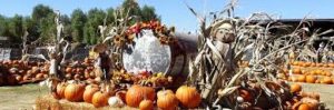 fun pumpkin decor