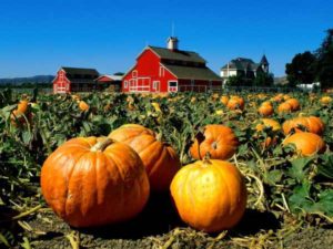 pumpkin fields