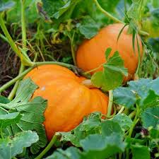 pumpkin vines