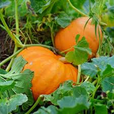 pumpkin vines